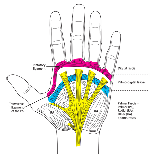 medical-illustration Medical Illustrations - Books